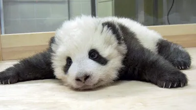 Детеныш панды из Берлинского зоопарка борется с икотой (видео) :: Новости  :: ТВ Центр