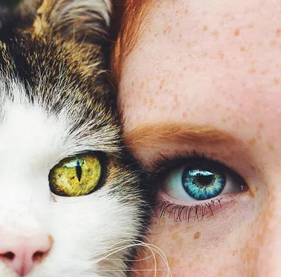 Девушка и британская кошка | Пикабу