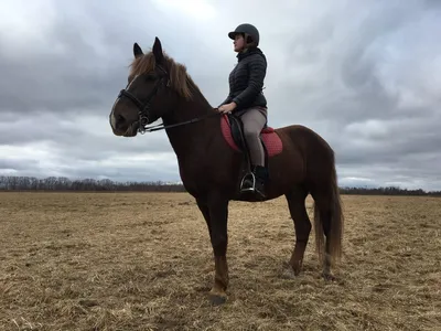 Девушка на коне фото 