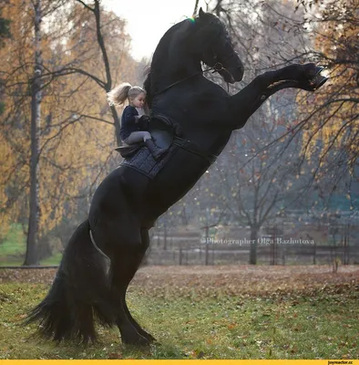 на фото девушка верхом на лошади в дикой природе, картинки верхом на  лошадях, лошадь, верховая езда фон картинки и Фото для бесплатной загрузки
