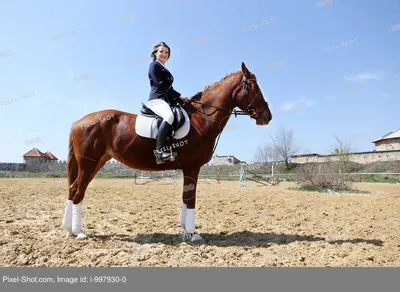 Красивая Девушка Верхом На Лошади Без Какого-Либо Оборудования Стоковые  Фотографии | FreeImages