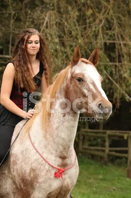 Фотография девушки верхом на лошади по лугам Фон И картинка для бесплатной  загрузки - Pngtree