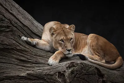 Львица Животное Дикая Природа - Бесплатное фото на Pixabay - Pixabay