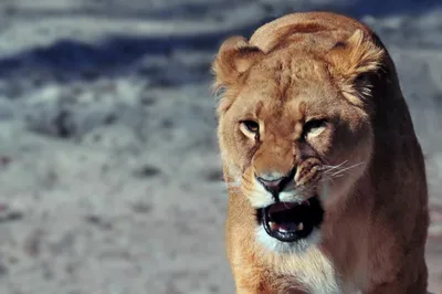 Львы в дикой природе (56 фото) - 56 фото