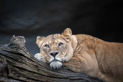 Львы в дикой природе (56 фото) - 56 фото