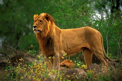 Дикая львица» — создано в Шедевруме