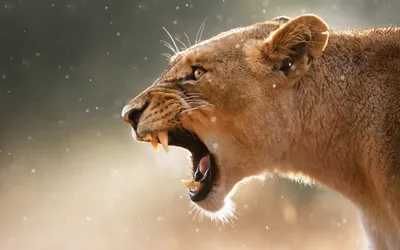 Львица в дикой природе | Премиум Фото