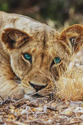 Дикая львица ЮАР стоковое фото ©Anna_Om 64873405