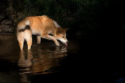 Собаки с волчьим билетом: как динго воцарились в Австралии, уничтожив  практически всех своих конкурентов | Вокруг Света