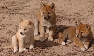 Дикая собака Динго | Baby animals, Australian animals, Wild dogs