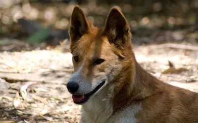 Собаки с волчьим билетом: как динго воцарились в Австралии, уничтожив  практически всех своих конкурентов | Вокруг Света