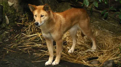 В Австралии собака динго украла годовалого ребёнка