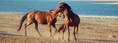 дикие лошади мустанга в колорадо Стоковое Изображение - изображение  насчитывающей гарем, грязь: 220044067