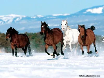 Купить фотообои Дикие лошади на Wall-photo.ru - интернет магазин фотообоев.  Недорогие фотообои на заказ