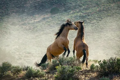 обои Лошади Мустанги | Лошадь обои, Бегущие лошади, Дикие лошади