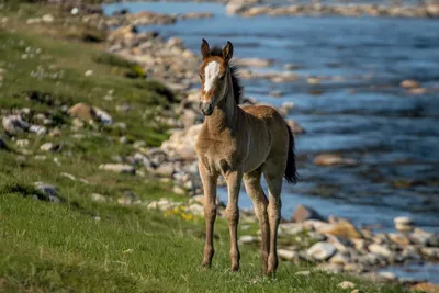 Дикие лошади — это не только мустанги… | EquiLife.ru - Первый Конный журнал  online