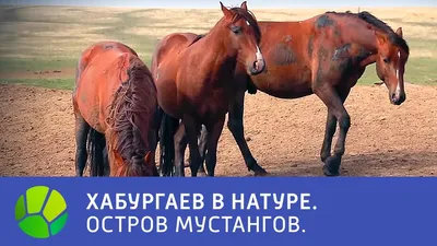 Две Дикие Лошади 12 — стоковые фотографии и другие картинки Мустанг -  Мустанг, Животные в дикой природе, Лошадь - iStock