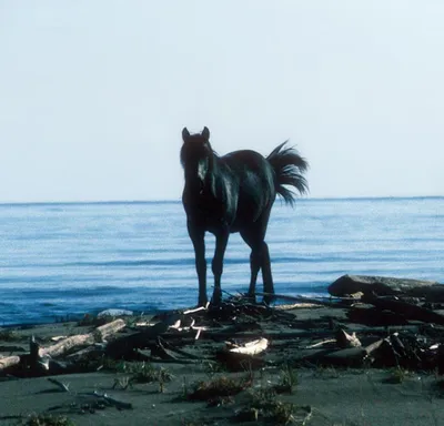Мы не знаем, почему они не уходят» История россиянина, который попал на  единственный в Европе остров с дикими лошадьми: Природа: Моя страна:  Lenta.ru
