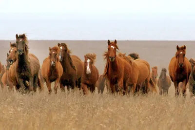 Мустанги: Выстраданная свобода. Одичавшие лошади воспитывают в себе  агрессию и ярость | Дикие лошади мустанги, Мустанг, Лошадиные породы