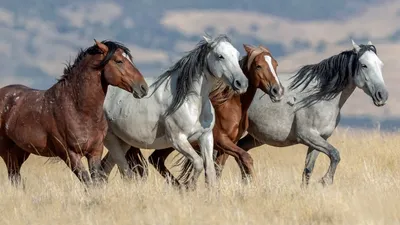Дикие лошади мустанги — фото и видео, описание, отличия мустанга от лошади,  образ жизни. | Cельхозпортал