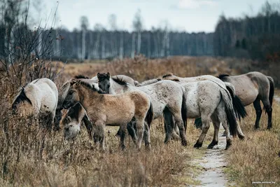 В меандрах у Тршебони обживаются дикие лошади | Radio Prague International