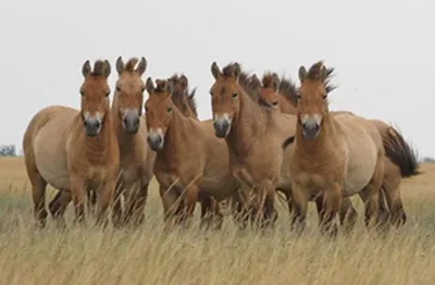 мустанги из сша. дикие лошади бегут в пустыне Стоковое Фото - изображение  насчитывающей фауна, мустанг: 227051054