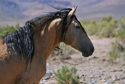 Мустанги: интересные факты об одичавших лошадях Америки