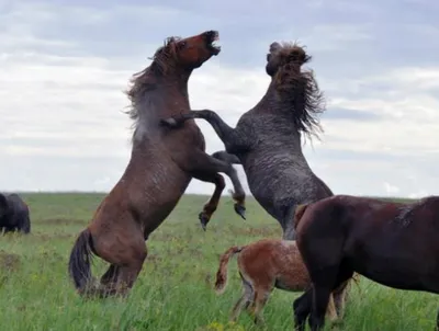 Как попасть в уникальный донской заповедник с дикими лошадьми - Российская  газета