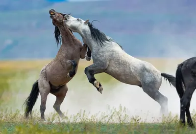 Дикие лошади мустанги: появление породы, внешние признаки