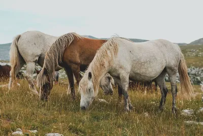 Пин от пользователя Christa Gettys на доске Horses-Mustangs: 1 Help keep  them wild and free | Мустанг, Дикие лошади, Дикие лошади мустанги