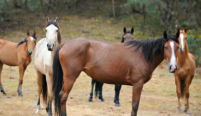 Дикие лошади будут жить в Налибокской пуще - YouTube