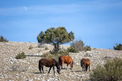 Мустанги в Северной Америке — кони Ливаньского поля в Боснии и Герцеговине  · Global Voices по-русски