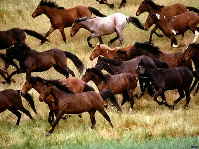 В Австралии отстреляют 10 000 диких лошадей, которые вредят природе -  Hi-News.ru