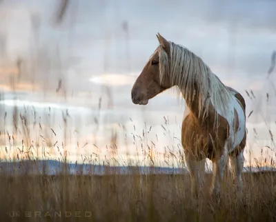 дикие лошади ◇ wild horses