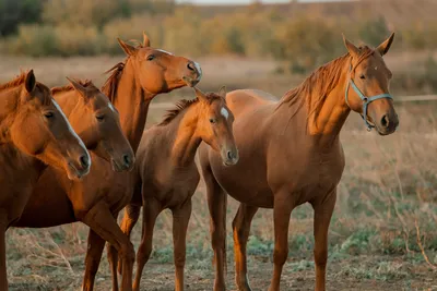 Американские репатрианты: как лошади вернулись на свою историческую родину  | Вокруг Света