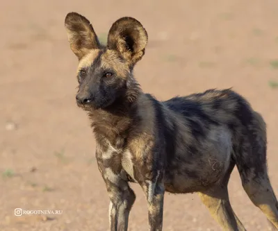 Дикие собаки Намибии / Животные / Клуб владельцев техники Olympus