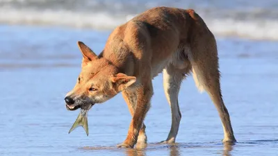 Дикие собаки в центре вымирающих видов Hoedspruit Стоковое Изображение -  изображение насчитывающей одичало, взорвать: 48966141