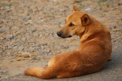 Африканским диким собакам в Намибии грозит исчезновение — KAWDCT | ИА  Красная Весна