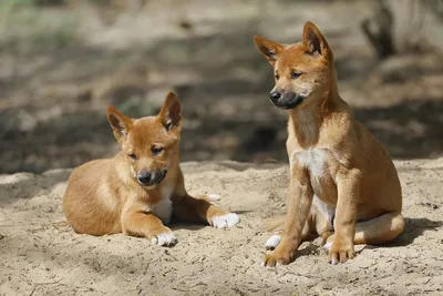 В сомовском лесу дикие собаки …» — создано в Шедевруме