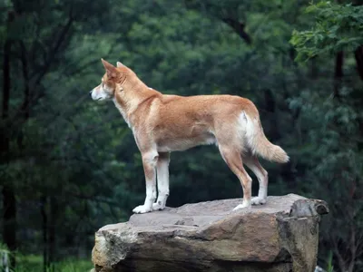 Дикая собака динго генетически ближе волкам, чем собакам