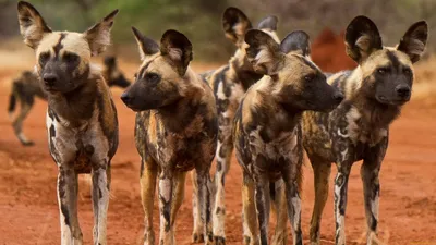 Дикие собаки в Намибии стоковое фото. изображение насчитывающей  звероловство - 80867038