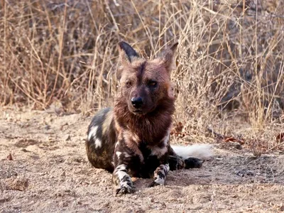 Африканские дикие собаки отдыхают после охоты | Премиум Фото