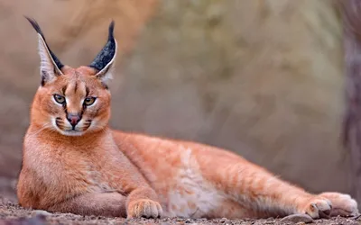 Пять удивительных диких кошек Казахстана, которые находятся на грани  вымирания