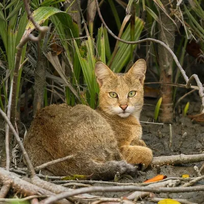 Красавец дикий, крупный камышовый кот…» — создано в Шедевруме