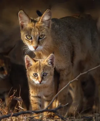 В Израиле 4 вида диких котов: камышовый, дикий (лесной, степной), барханный  (песчаный) и каракал.