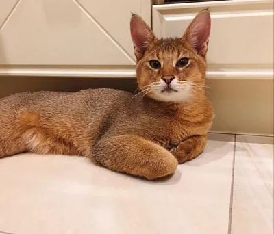 Дикие кошки: Камышовый кот (Felis chaus)