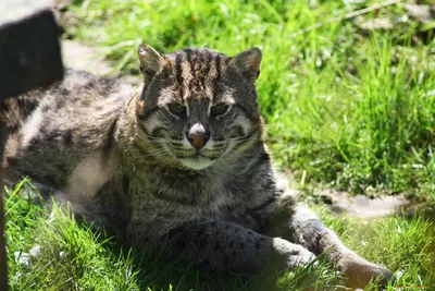 Камышовый кот (хаус, камышовая кошка или болотная рысь) | Пикабу