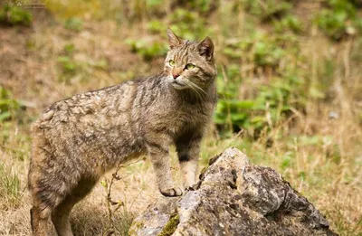 Дикие кошачьи в Астраханской области – Астраханский биосферный заповедник