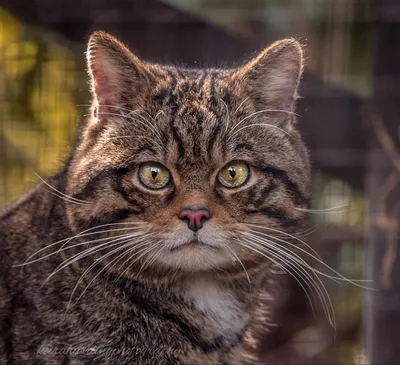 В Карпатах засветился лесной кот - что известно о животном - Pets