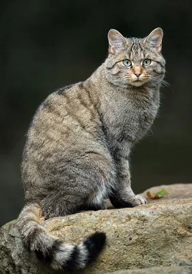 Шотландский дикий кот | Пикабу